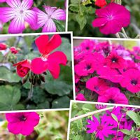 サイネリア,スイセンノウ,ゼラニウム,チェリーセージ,ペチュニアの画像