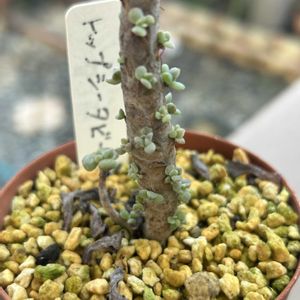 ガーデニング,ウッドデッキ,多肉箱,多肉のお 引っ越し,元気もんエケちゃんの画像