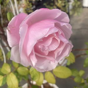 バラ,ビエドゥー,デルバール,ばら バラ 薔薇の画像