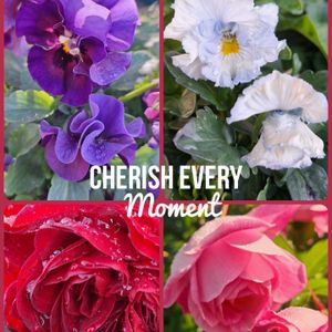 植木鉢,青い花マニア,美しく青きドヨウ,チーム・ブルー,パンビオ大好きの画像