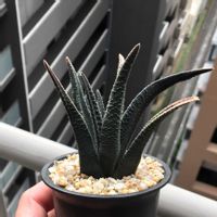 ハオルチア,ハオルチオプシス ソルディダ,多肉植物,ハオルチア属,ハオルシア属     の画像