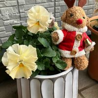 ビオラ　アイクルール,ビオラ・パンジー,フリル咲きビオラ,キュンキュン乙女倶楽部,HTCの画像