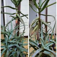 アロエ,南天,鉢植え,地植え,元気の画像