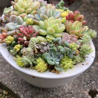 セダム,多肉の寄せ植え,ちまちまの画像