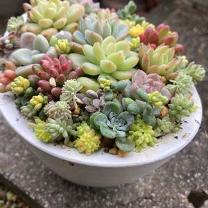 セダム,多肉の寄せ植え,ちまちまの画像