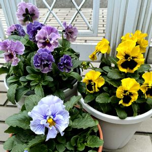 パンジー,ビオラ,絵になるスミレ・パルム,絵になるスミレ ソレイユ,冬の庭の画像