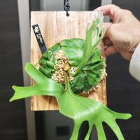 コウモリラン,ビカクシダ リドレイ,プラティセリウム,ビカクシダ リドレイ シン,観葉植物の画像