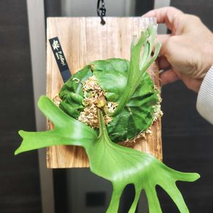 コウモリラン,ビカクシダ リドレイ,プラティセリウム,ビカクシダ リドレイ シン,観葉植物の画像