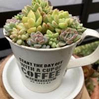 セダム,多肉,虹の玉,多肉の寄せ植え,ちまちまの画像