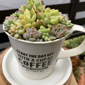 セダム,多肉,虹の玉,多肉の寄せ植え,ちまちまの画像