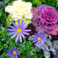 ハボタン,ブルーデージー,葉牡丹,寄せ植え,庭の画像