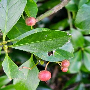 エノキ,マサキ,ソヨゴ,赤い実,平和を願うの画像