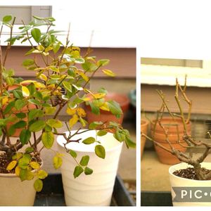 バラ,バラ 鉢植えの画像