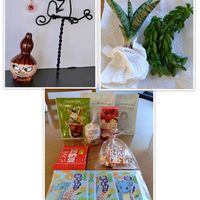 ペペロミア ニパドラ,サンスベリア パゴダ,キュンキュン乙女倶楽部,富山支部,GSミニモニ。の画像