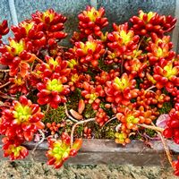 紅葉,虹の玉,多肉植物,花のある暮らし, セダムの画像