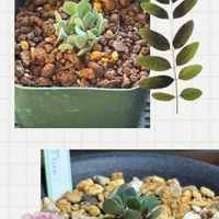 オトンナ・カカリオイデス,冬型塊根の画像