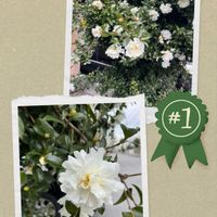 サザンカ,モッコク,山茶花　八重咲き　白,カナダトウヒ（コニカ）のクリスマスツリー,木斛の木と実の画像