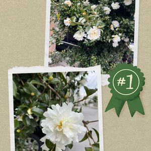 サザンカ,モッコク,山茶花　八重咲き　白,カナダトウヒ（コニカ）のクリスマスツリー,木斛の木と実の画像