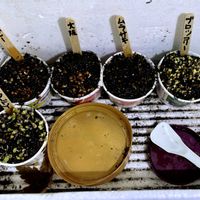 ブロッコリースプラウト,バルコニー,ルビーカイワレ大根栽培,紫カイワレ大根栽培,大阪四十日大根カイワレ栽培の画像