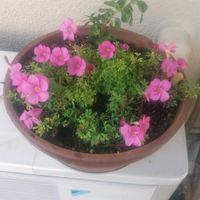 オキザリス,ベランダの画像