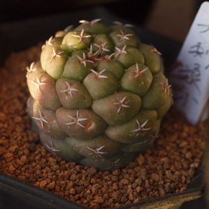 ハオルチア,多肉植物,観葉植物,塊根植物,サボテン科の画像