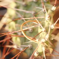 ハオルチア,多肉植物,観葉植物,塊根植物,サボテン科の画像