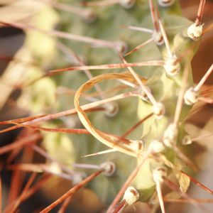 ハオルチア,多肉植物,観葉植物,塊根植物,サボテン科の画像