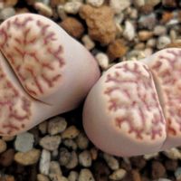 雀卵玉,多肉植物,珍奇植物,my succulent,美しい...の画像