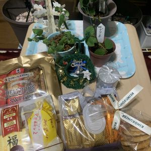 バラ,ストレプトカープス,冬越し,バラ大好き,花友さんに感謝♡の画像