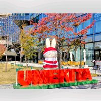 サクラ,サクラ,サクラ,サクラ,サクラの画像