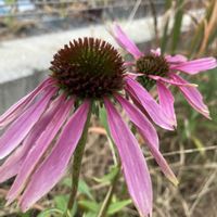 エキナセアの画像