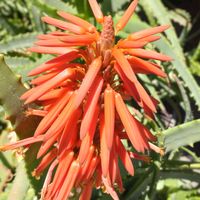 アロエ,不夜城,フミリス,キダチアロエ,アロエ 不夜城の画像