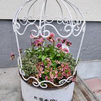 アリッサム,アリッサム,タイム,タイム,お迎え時の画像