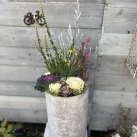 ゴールデンクラッカー,エレモフィラ・ニベア,エリカ・ホワイトデライト,アワユキエリカ プリティレッド,葉牡丹 ファルダノエルの画像