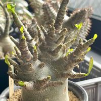 アデニウム アラビカム,アデニウム アラビカム,アデニウム アラビカム ドワーフ,多肉植物,ピクミンの画像