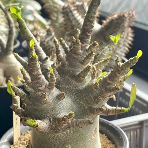 アデニウム アラビカム,アデニウム アラビカム,アデニウム アラビカム ドワーフ,多肉植物,ピクミンの画像