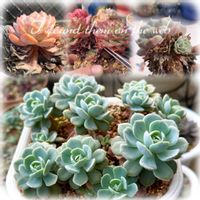 ルンヨニー,多肉植物,エケベリア属,多肉大好き,多肉女子の画像