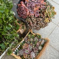 多肉植物いろいろ,多肉寄せ植え,可愛い,お気に入り♡,癒やしの画像