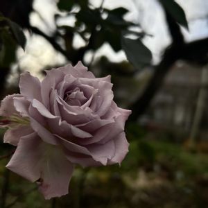 バラ,バラ 清流の画像