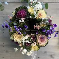 ハツユキカズラ,葉牡丹,アリッサム ピンク,葉牡丹 ウォーターリリー,葉牡丹 ヴィンテージ・ベインの画像