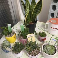 シュガーバイン,ハオルチア,リラ,エノン,ムティカの画像