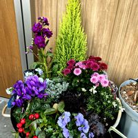 ヌーヴェルヴァーグ アクアレール,シクラメン ドラゴン ディープブルー,寄植え,玄関の画像