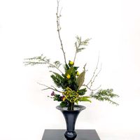 キク,ビワ,ボケ,タマシダ,小菊の画像