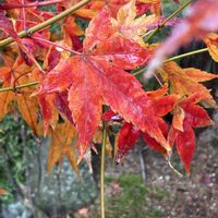 オキザリス,キク,モミジ,ハツユキカヅラ,赤花ヒョウタンボクの画像