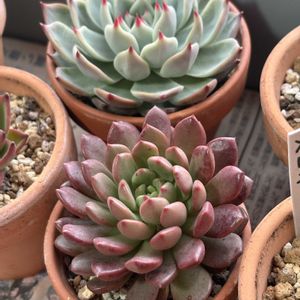 ティッピー,ピンクルビー,ムーンストーン,癒し,まだまだ初心者の画像