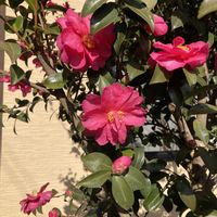 ツワブキ,ヤブツバキ,お出掛け先の画像