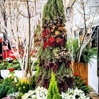 シクラメン,スイセン,ポインセチア,松ぼっくり,葉牡丹の画像