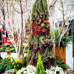 シクラメン,スイセン,ポインセチア,松ぼっくり,葉牡丹の画像