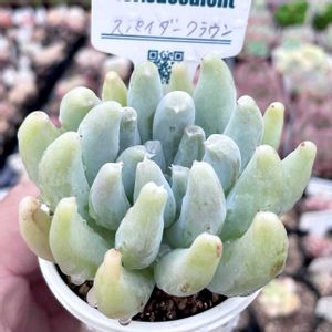 神奈川タニラー,多肉男子,真相に迫るシリーズの画像