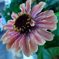 ジニア,ジニアクイーン,ナチュラルガーデン,かわいい♡,元気もらえるの画像